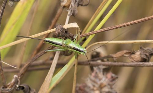 Conocephalus fuscus